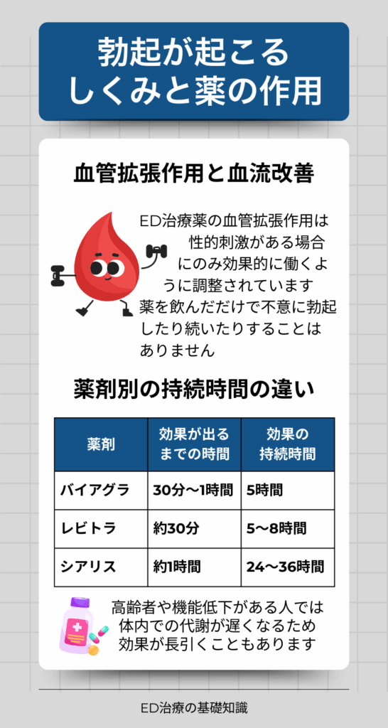 勃起が興るしくと薬の作用